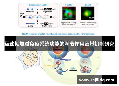 运动恢复对免疫系统功能的调节作用及其机制研究